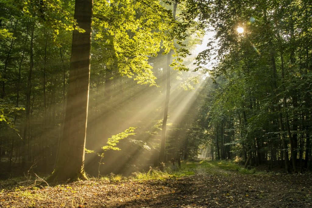 Ein Weg durch einen lichtdurchfluteten Wald